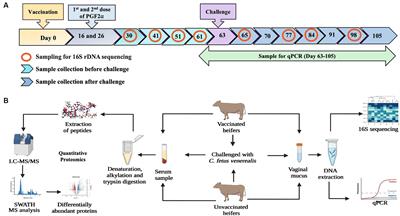 Characterisation of reproductive tract microbiome and immune biomarkers for bovine genital campylobacteriosis in vaccinated and unvaccinated heifers